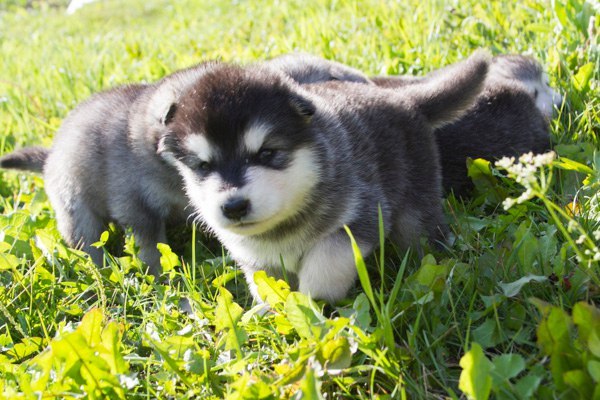 Катание на хаски во Владимире. Ultra Подарки. Катание на хаски во Владимире. Попробуйте Катание на хаски. Сервис: UltraPodarki.ru 8 800 505 95 30. Катание на хаски Владимир, Катание на хаски во Владимире, хаски, животные во Владимире, 