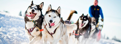 Катание на хаски во Владимире. Ultra Подарки. Катание на хаски во Владимире. Попробуйте Катание на хаски. Сервис: UltraPodarki.ru 8 800 505 95 30. Катание на хаски Владимир, Катание на хаски во Владимире, хаски, животные во Владимире, 