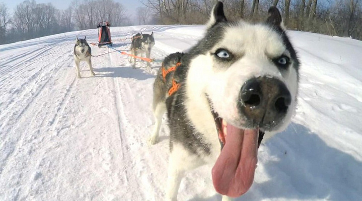 Катание на хаски во Владимире. Ultra Подарки. Катание на хаски во Владимире. Попробуйте Катание на хаски. Сервис: UltraPodarki.ru 8 800 505 95 30. Катание на хаски Владимир, Катание на хаски во Владимире, хаски, животные во Владимире, 