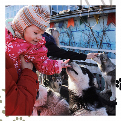 Катание на хаски во Владимире. Ultra Подарки. Катание на хаски во Владимире. Попробуйте Катание на хаски. Сервис: UltraPodarki.ru 8 800 505 95 30. Катание на хаски Владимир, Катание на хаски во Владимире, хаски, животные во Владимире, 