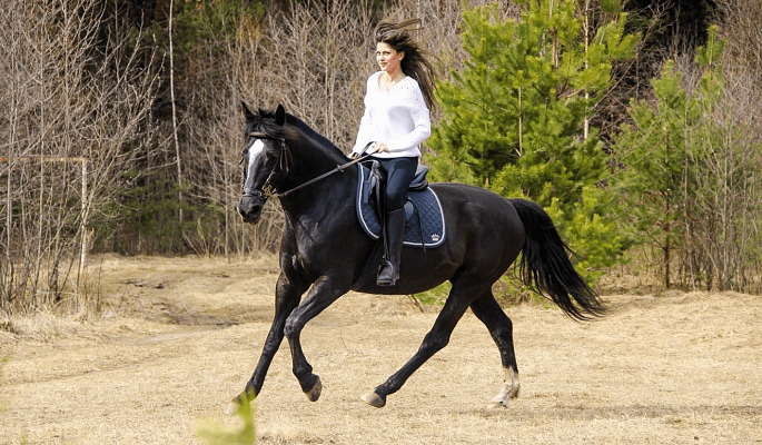 Конная прогулка для двоих во Владимире. Подарочные сертификаты Ultra Подарки. Купить оригинальный подарок или подарочный сертификат на Конную прогулка для двоих во Владимире. Сервис UltraPodarki.ru 8-800-505-9530. Катание на лошадях, Прогулка на лошади, Прогулка на лошадях для двоих,кони, конный клуб, конный клуб Horse Travel, конная прогулка, конная прогулка во Владимире