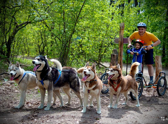 Катание на хаски во Владимире. Ultra Подарки. Катание на хаски во Владимире. Попробуйте Катание на хаски. Сервис: UltraPodarki.ru 8 800 505 95 30. Катание на хаски Владимир, Катание на хаски во Владимире, хаски, животные во Владимире, 