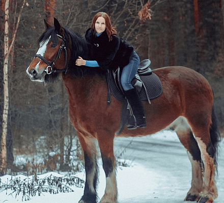 Конная прогулка для двоих во Владимире. Подарочные сертификаты Ultra Подарки. Купить оригинальный подарок или подарочный сертификат на Конную прогулка для двоих во Владимире. Сервис UltraPodarki.ru 8-800-505-9530. Катание на лошадях, Прогулка на лошади, Прогулка на лошадях для двоих,кони, конный клуб, конный клуб Horse Travel, конная прогулка, конная прогулка во Владимире