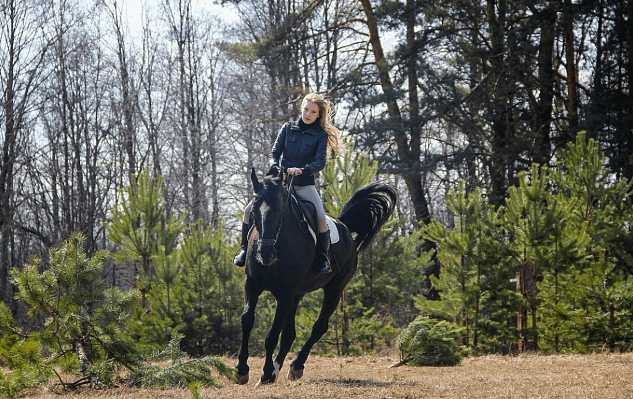 Конная прогулка для двоих во Владимире. Подарочные сертификаты Ultra Подарки. Купить оригинальный подарок или подарочный сертификат на Конную прогулка для двоих во Владимире. Сервис UltraPodarki.ru 8-800-505-9530. Катание на лошадях, Прогулка на лошади, Прогулка на лошадях для двоих,кони, конный клуб, конный клуб Horse Travel, конная прогулка, конная прогулка во Владимире