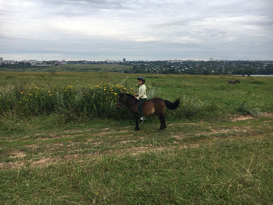 Конная прогулка для двоих во Владимире. Подарочные сертификаты Ultra Подарки. Купить оригинальный подарок или подарочный сертификат на Конную прогулка для двоих во Владимире. Сервис UltraPodarki.ru 8-800-505-9530. Катание на лошадях, Прогулка на лошади, Прогулка на лошадях для двоих,кони, конный клуб, конный клуб Horse Travel, конная прогулка, конная прогулка во Владимире