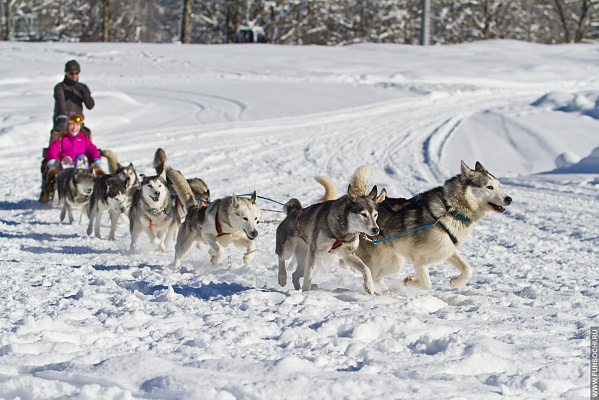 Катание на хаски во Владимире. Ultra Подарки. Катание на хаски во Владимире. Попробуйте Катание на хаски. Сервис: UltraPodarki.ru 8 800 505 95 30. Катание на хаски Владимир, Катание на хаски во Владимире, хаски, животные во Владимире, 